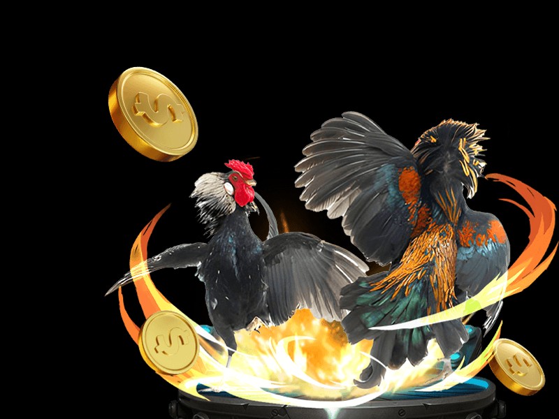 Hướng dẫn luật chơi và các loại cược đá gà tại siu88